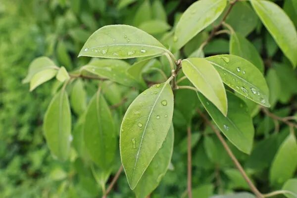金口河老鹰茶