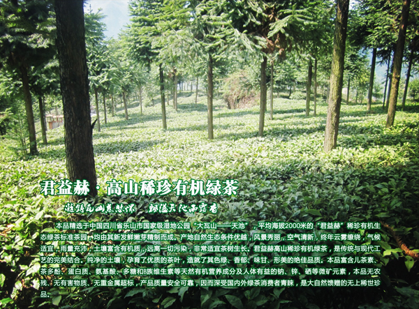高山稀珍绿茶茶园 2.jpg 高山稀珍绿茶茶园 2.jpg